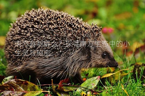 南方有刺猬么？探尋南方生態(tài)中的小生靈與秘密